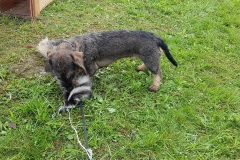 Klavekulla Kennel3