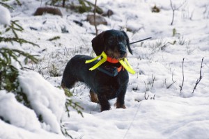 DREVJAKTBILD, FOTO rolf zetterberg