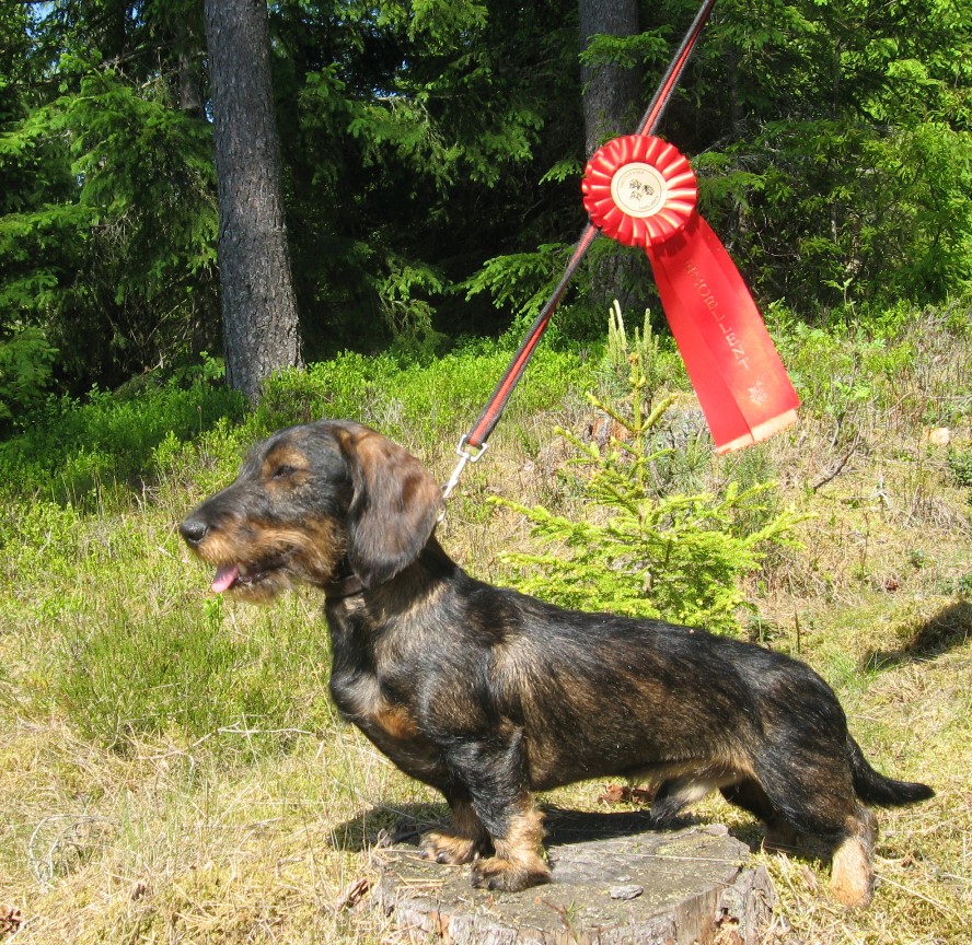 Årets hund