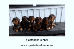 SJÖSTADENS KENNEL