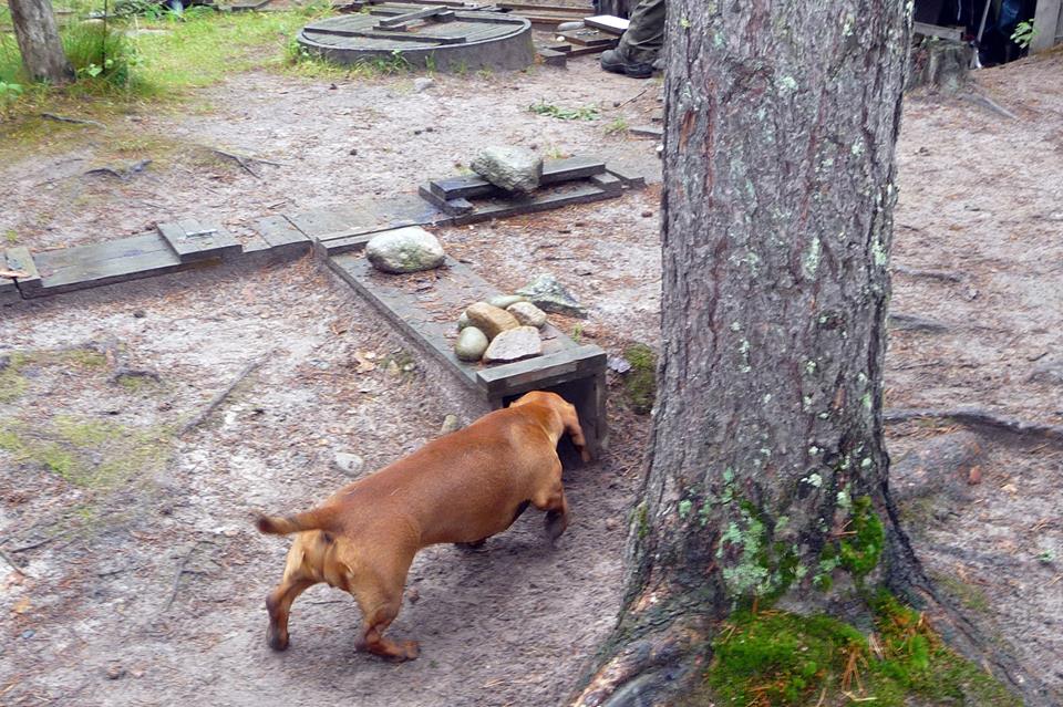 ÅRETS HUND 2018