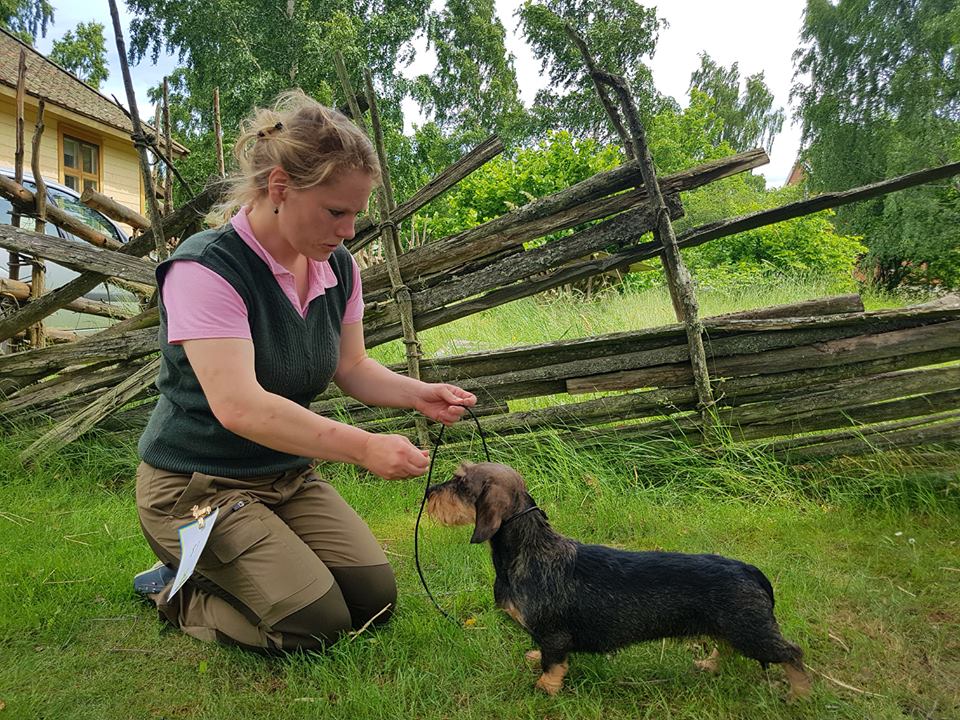 Domarändring på höstutställningen!