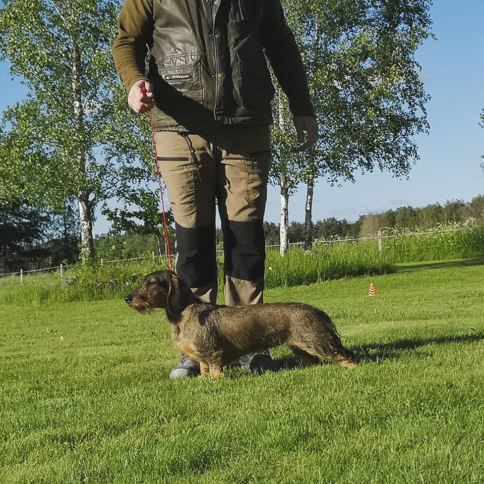 Ringträning inför utställning