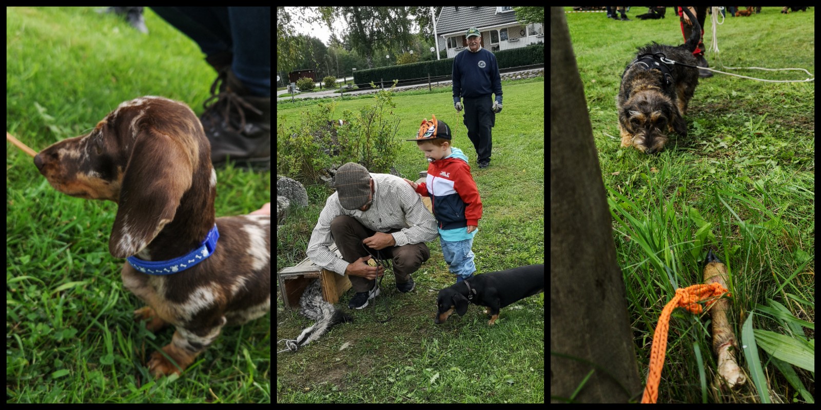 Årets hund 2019