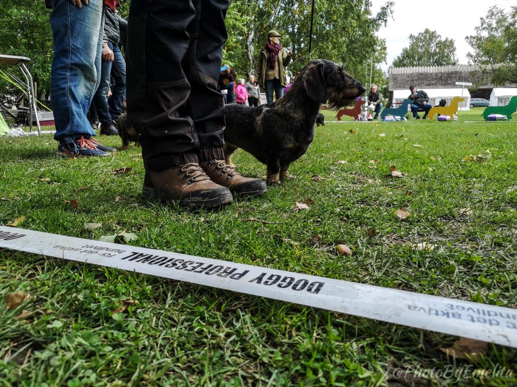 Höstutställning 2019 Foto: Emelita Persson/Maria Nordström