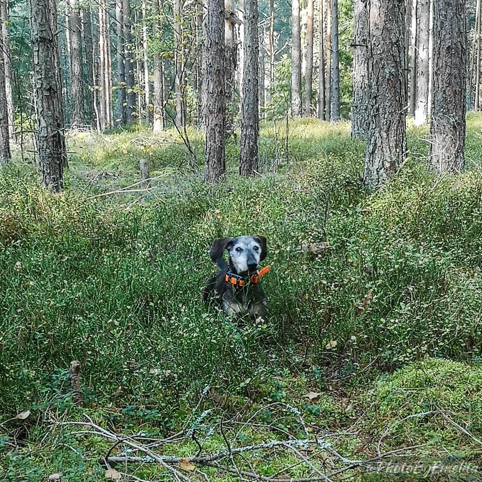 DREVPROVSÄSONGEN HAR BÖRJAT!