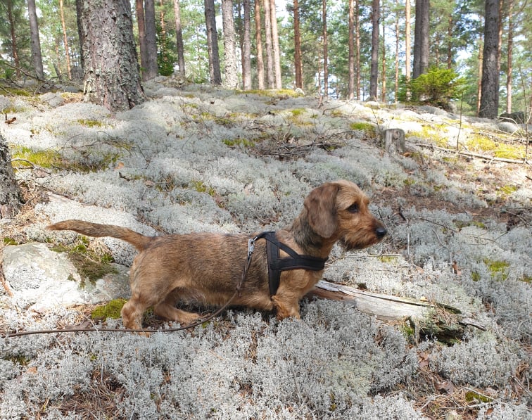 Nu börjar viltspårssäsongen!