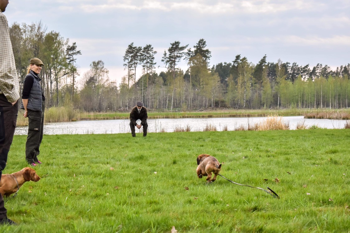 Kurs i jakthundslydnad